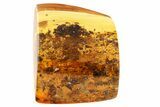 Detailed Fossil Wasp (Electroteleia) & Plant Debris in Baltic Amber #357913-1